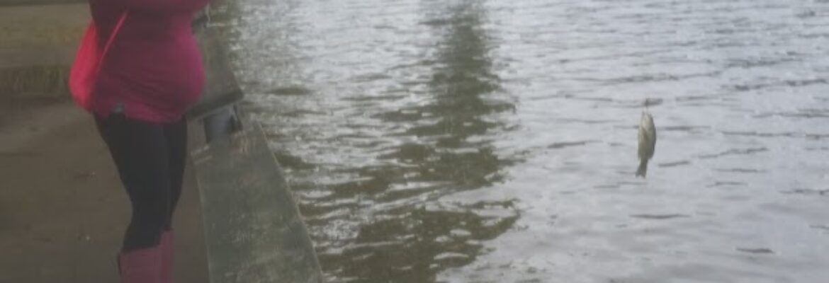 Blair Auto Salvage – Auto wrecker In Charlestown NH 3603