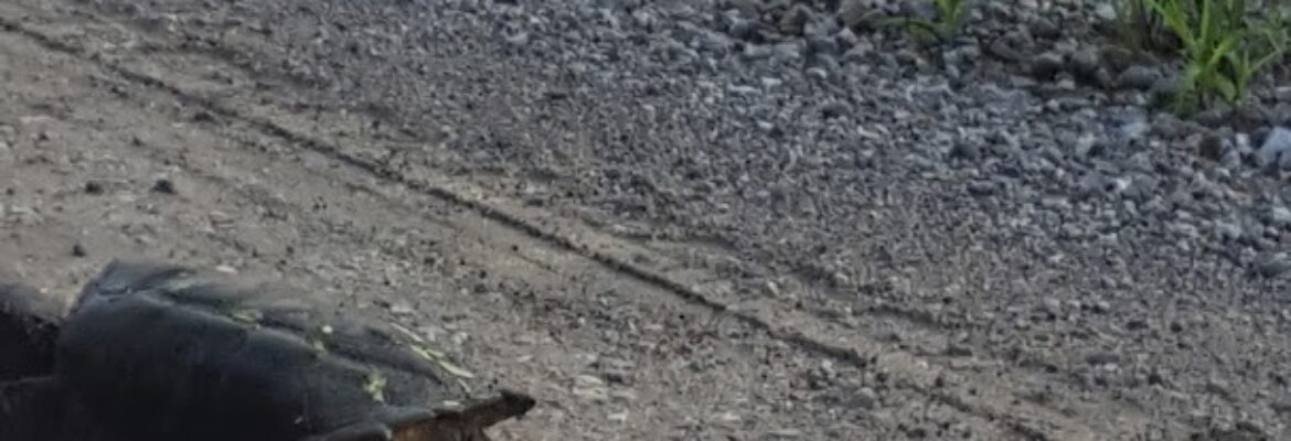 K & M Auto Salvage, LLC – Used auto parts store In Columbia MO 65202